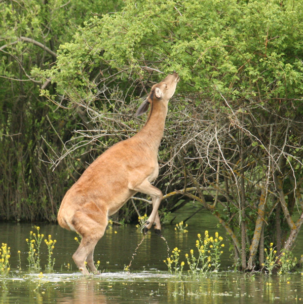 PASSIONE PER IL CERVO